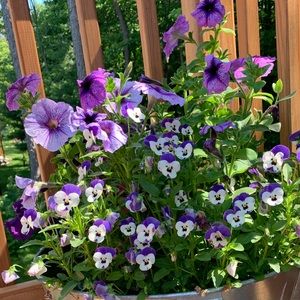 Meet your Posher, Corry